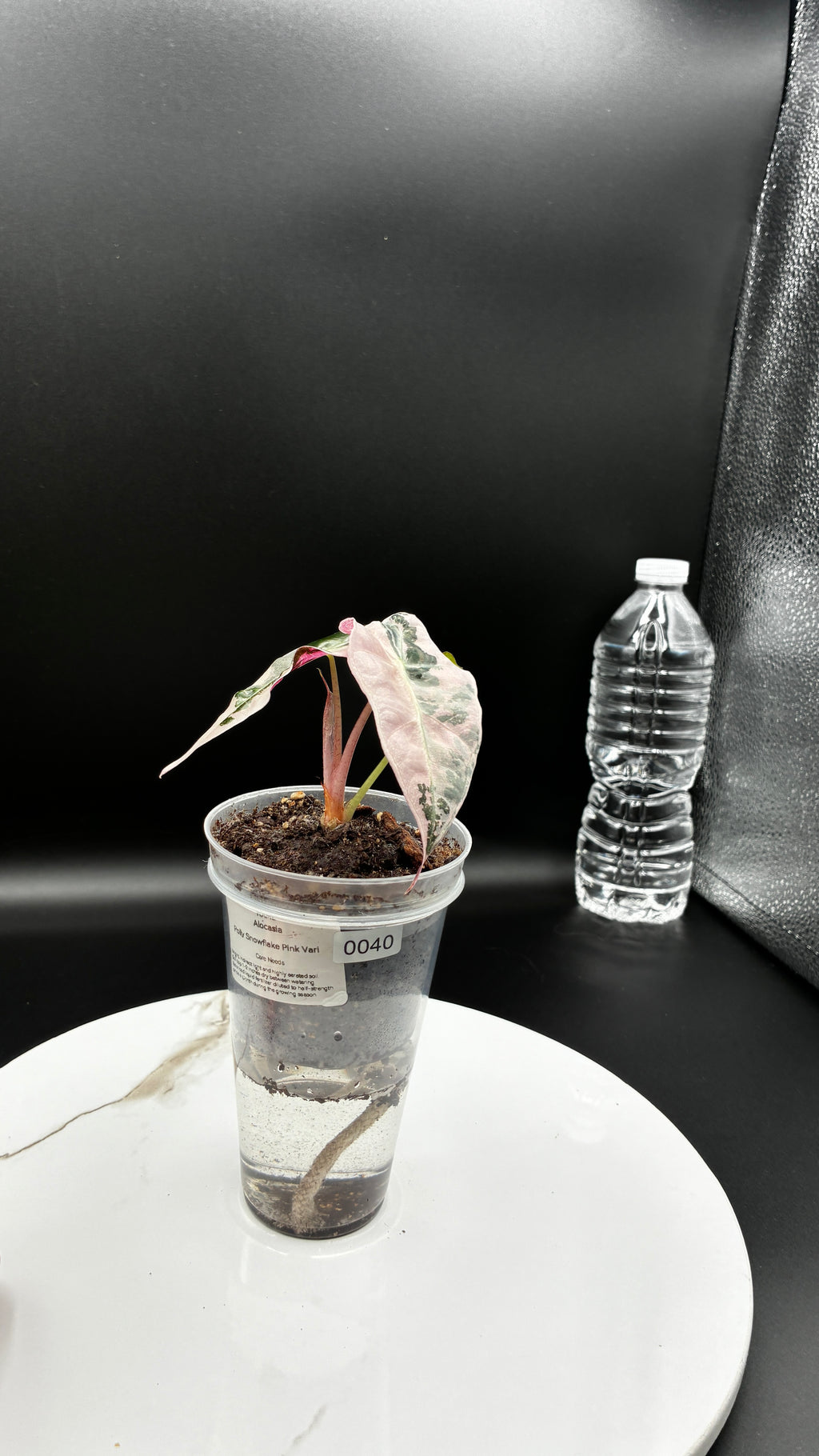 Alocasia Polly Snowflake Pink Variegated #0040
