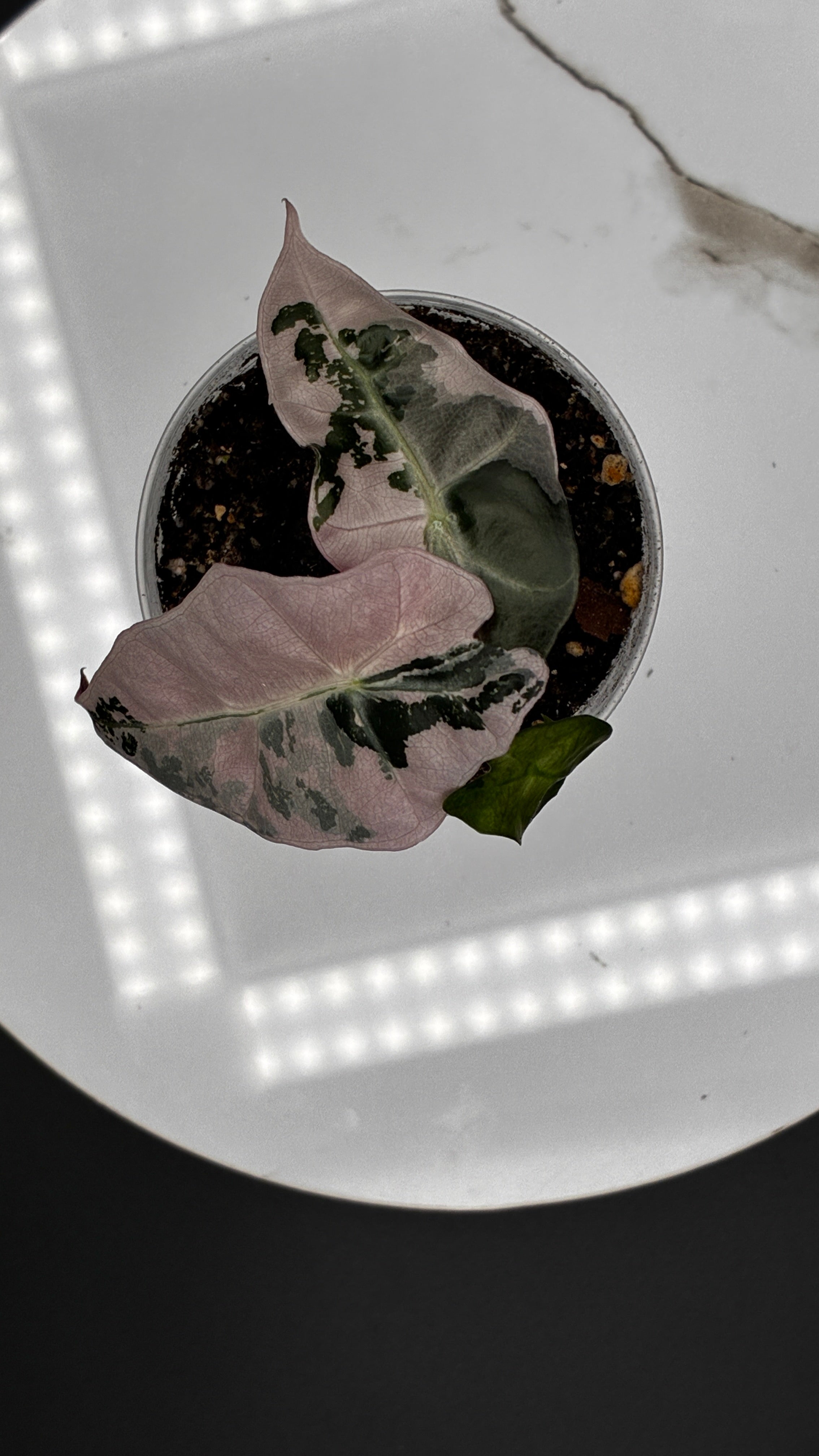 Alocasia Polly Snowflake Pink Variegated #0040