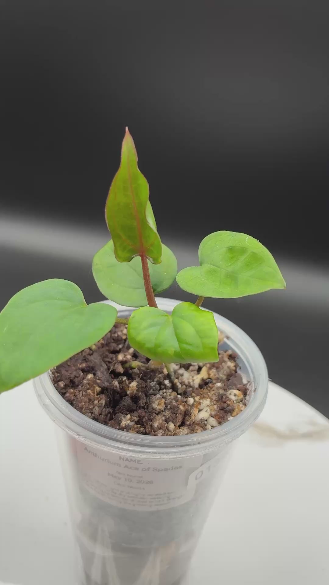 Anthurium Ace of Spades #0135