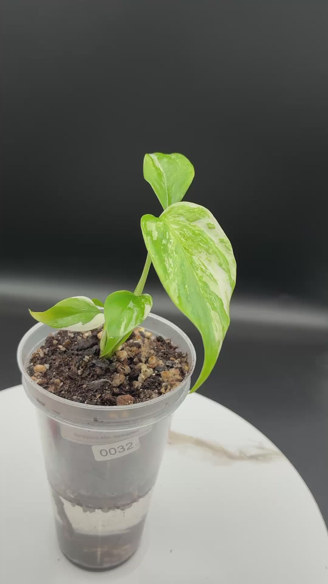 Monstera Borsigiana Albo Variegated #0032