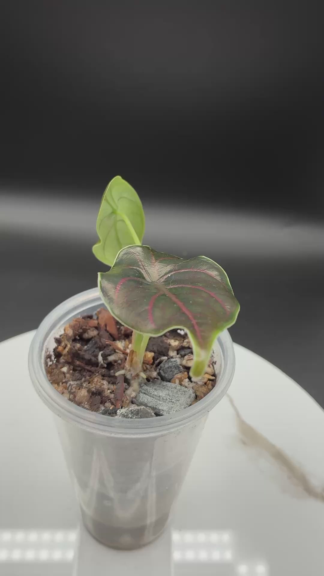 Alocasia Azlanii #0078