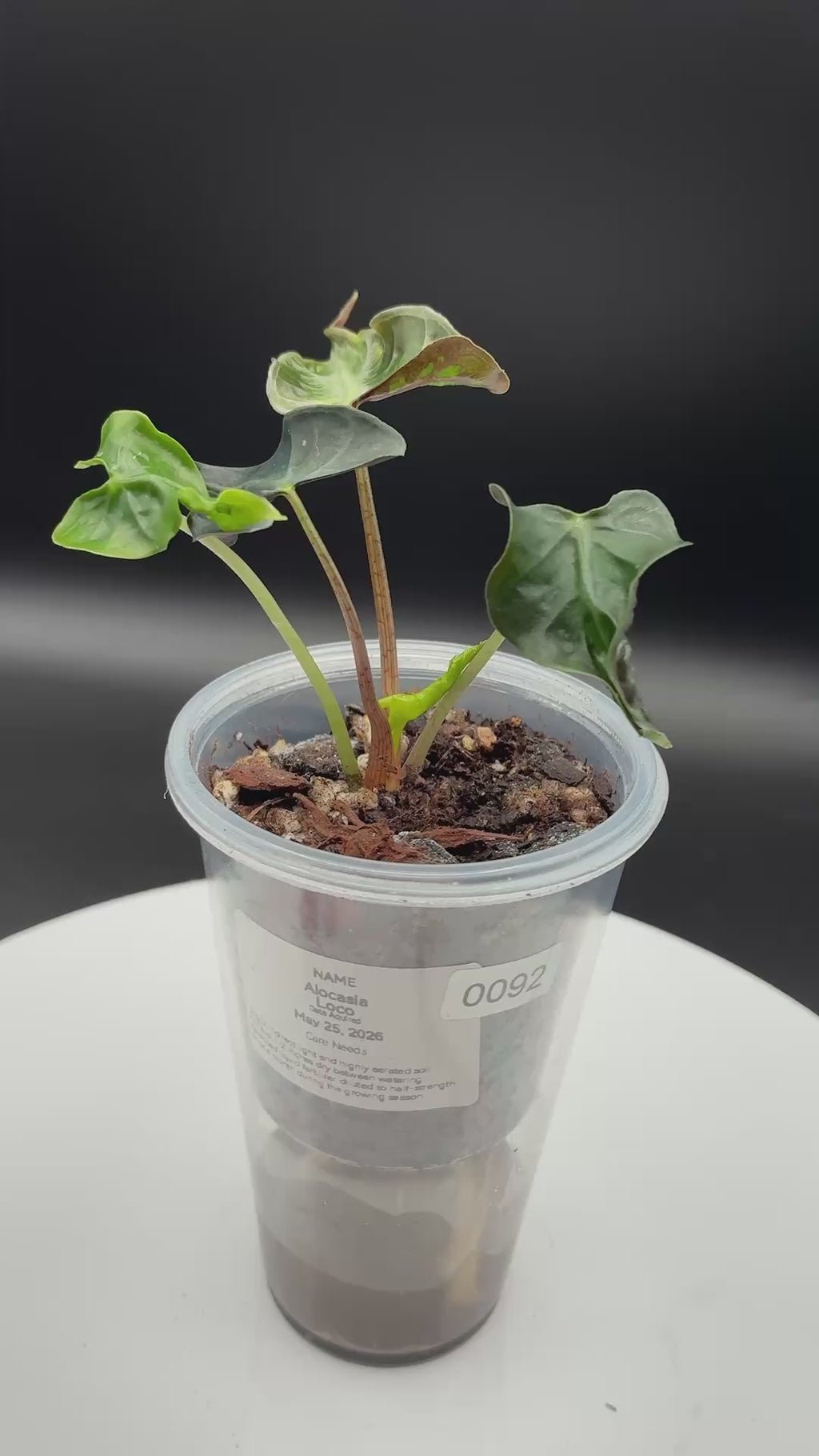 Alocasia Loco #0092