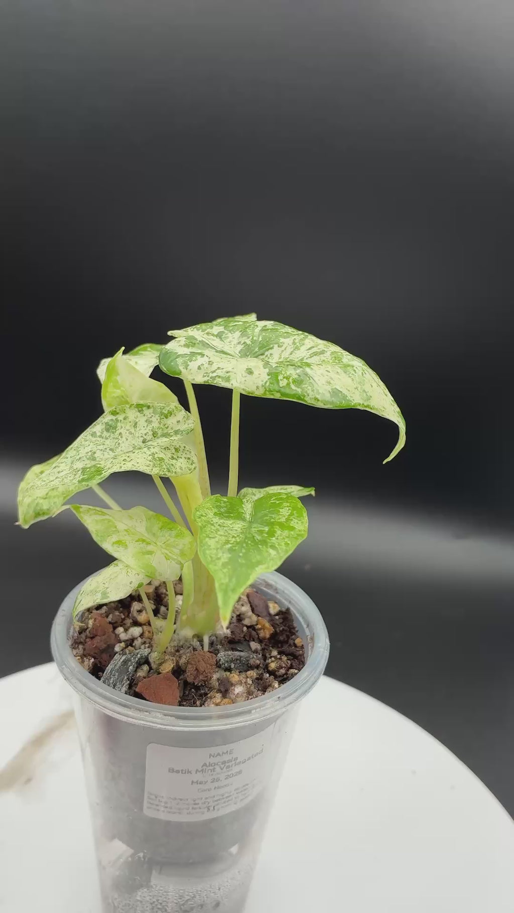 Alocasia Odora Variegated 'Batik' #0098