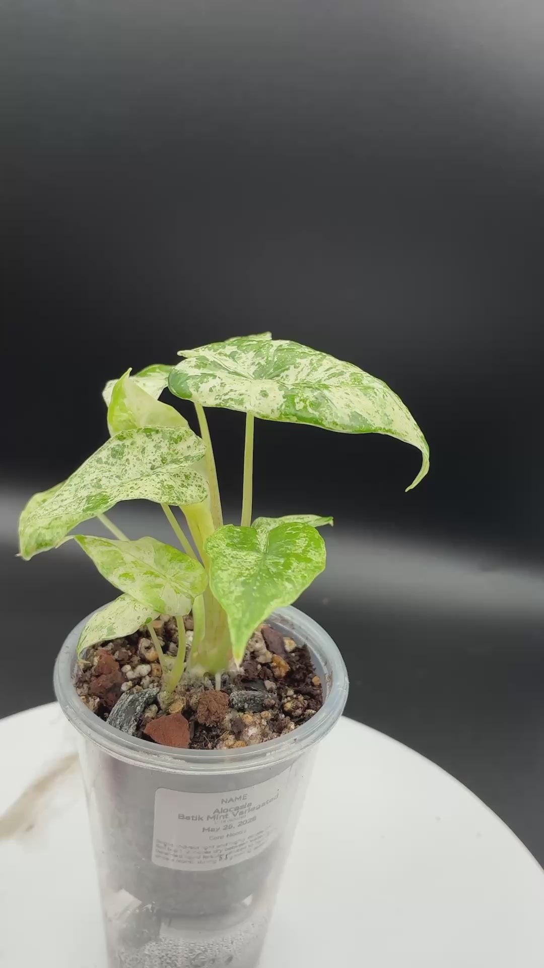 Alocasia Odora Variegated 'Batik' #0098