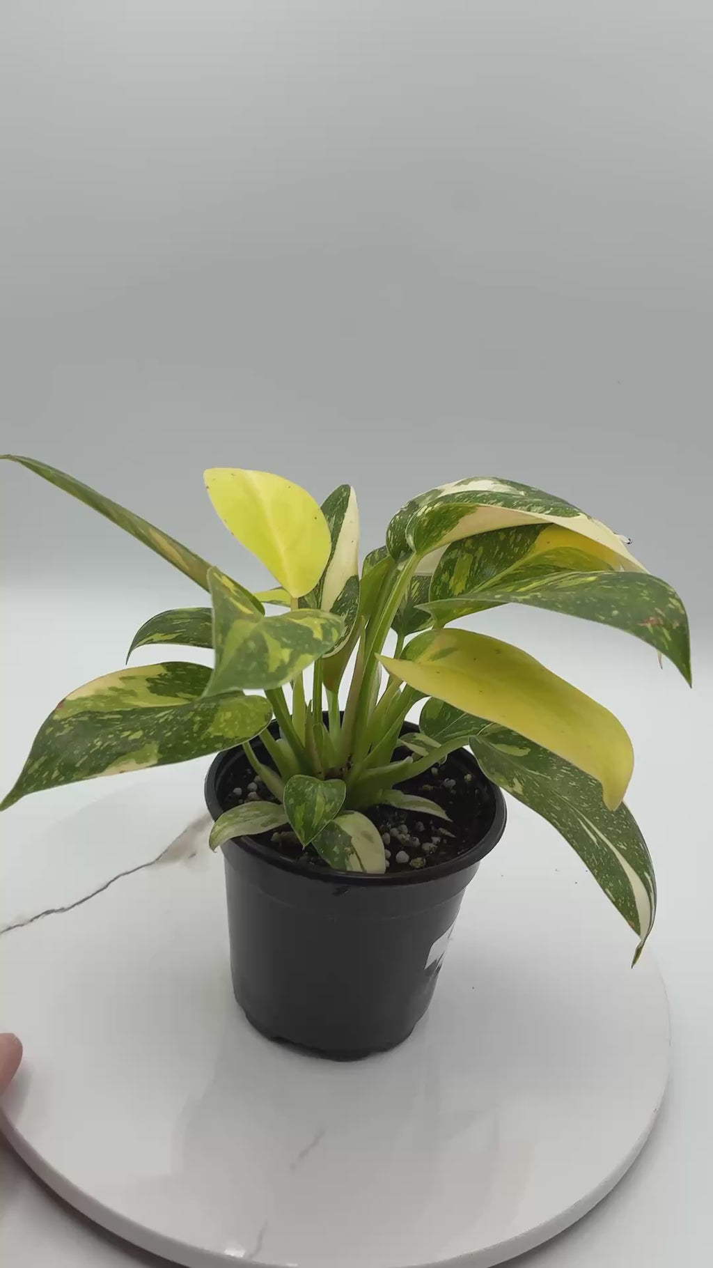 Philodendron Green Congo Nuclear