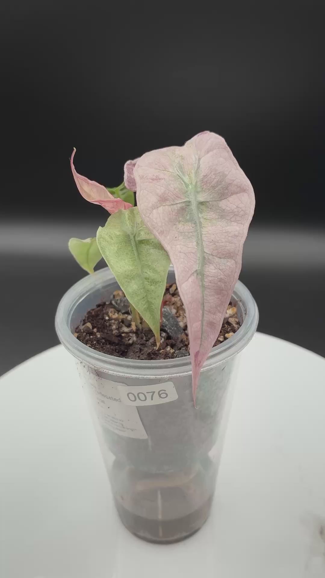 Alocasia Polly Pink Mint #0076