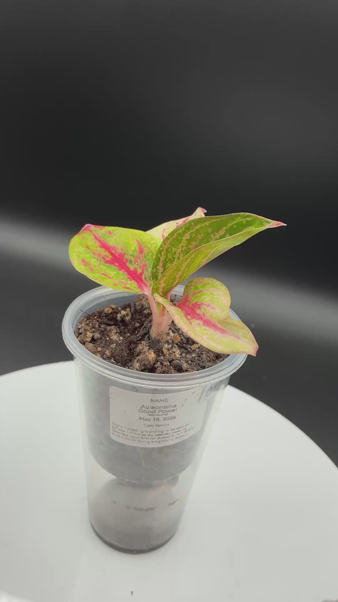 Aglaonema Gold Power #0108