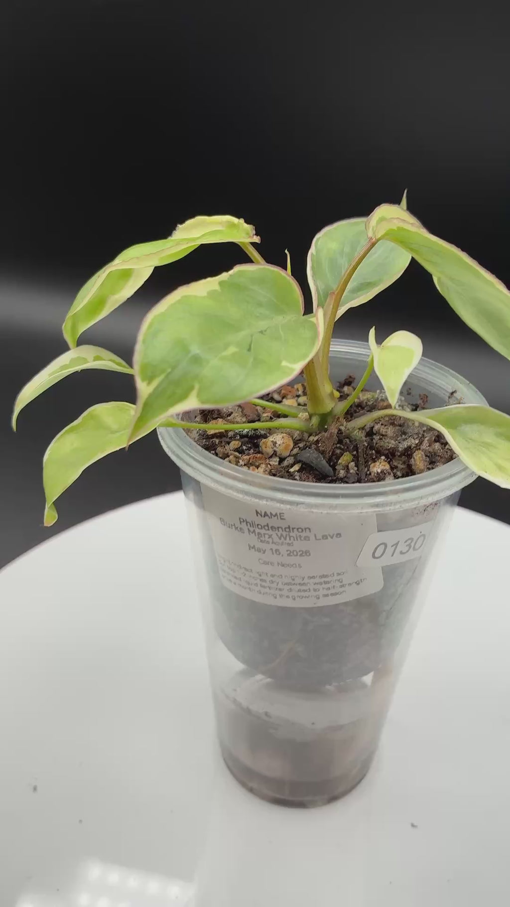 Philodendron Burle Marx White Lava #0130