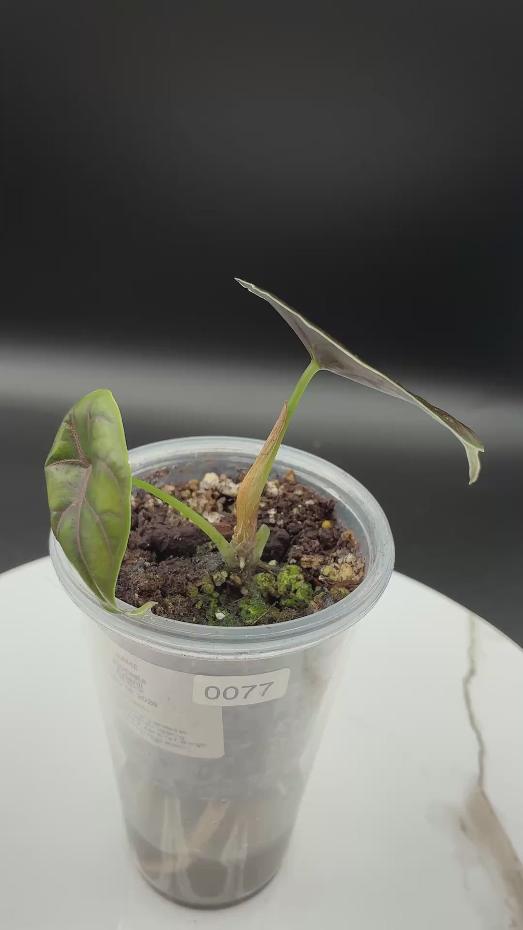 Alocasia Azlanii #0077