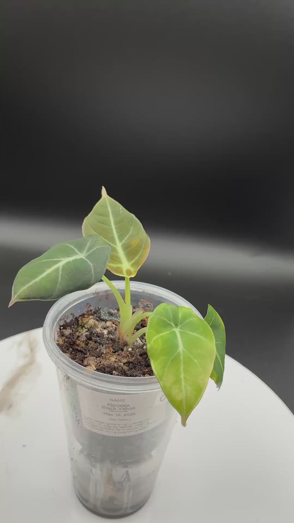 Alocasia Black Velvet #0089
