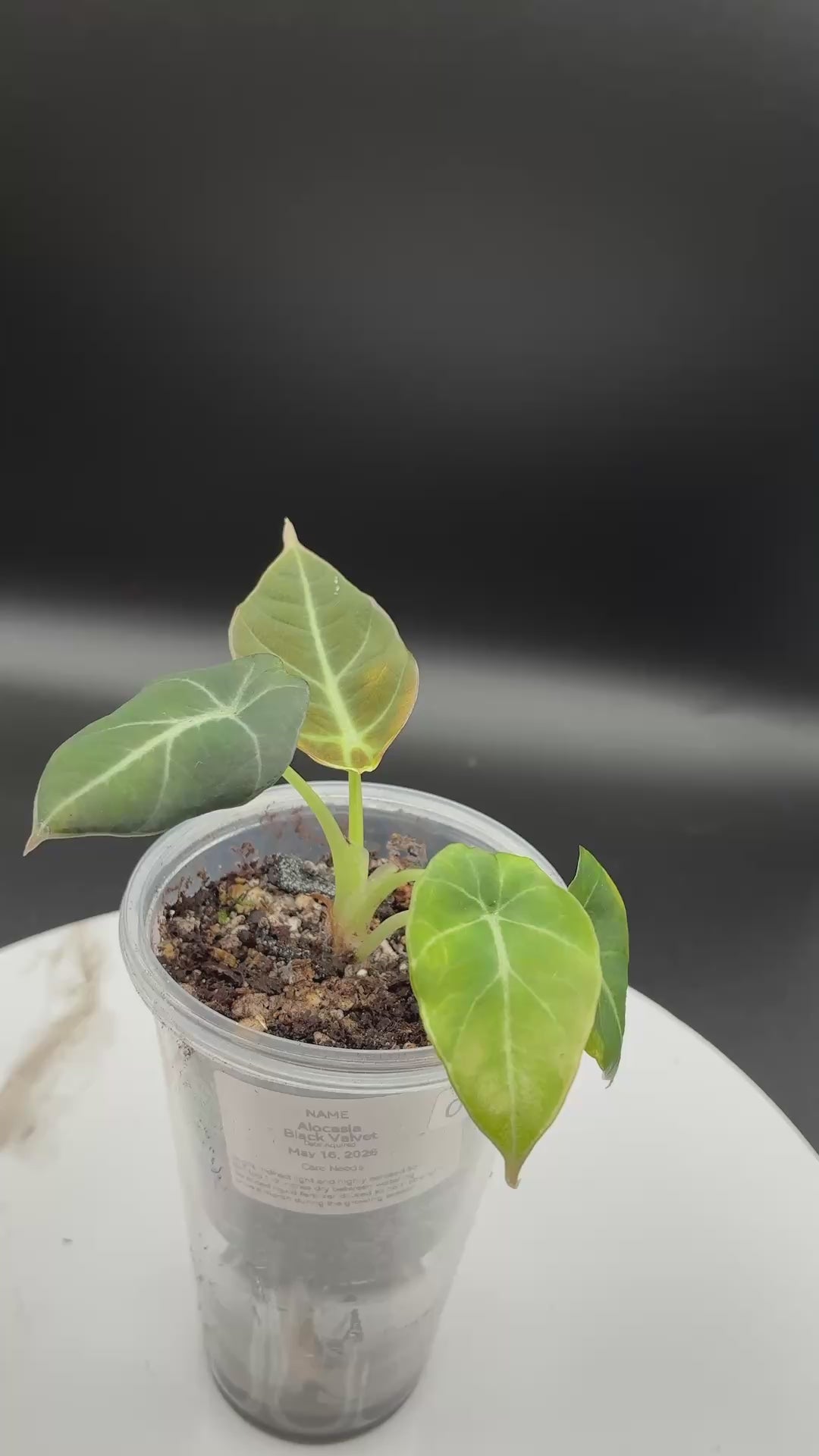 Alocasia Black Velvet #0089