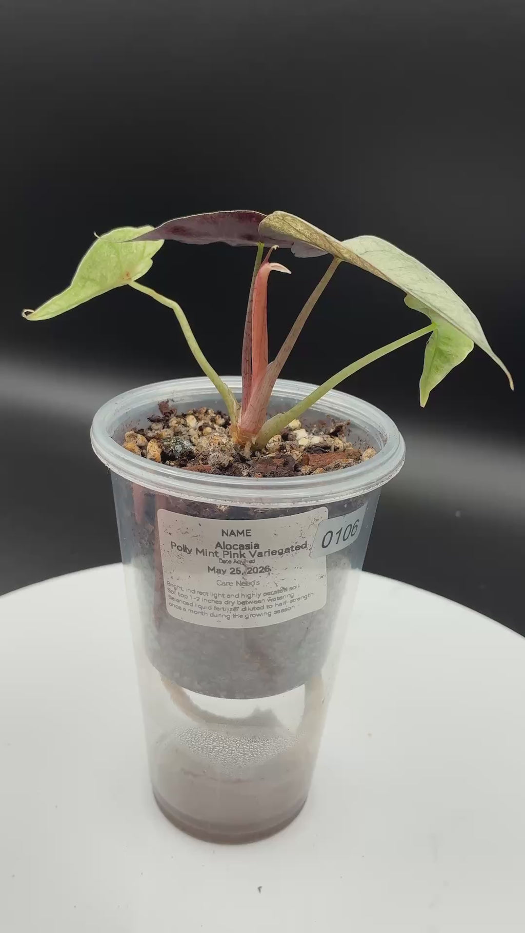 Alocasia Polly Pink Mint #0106