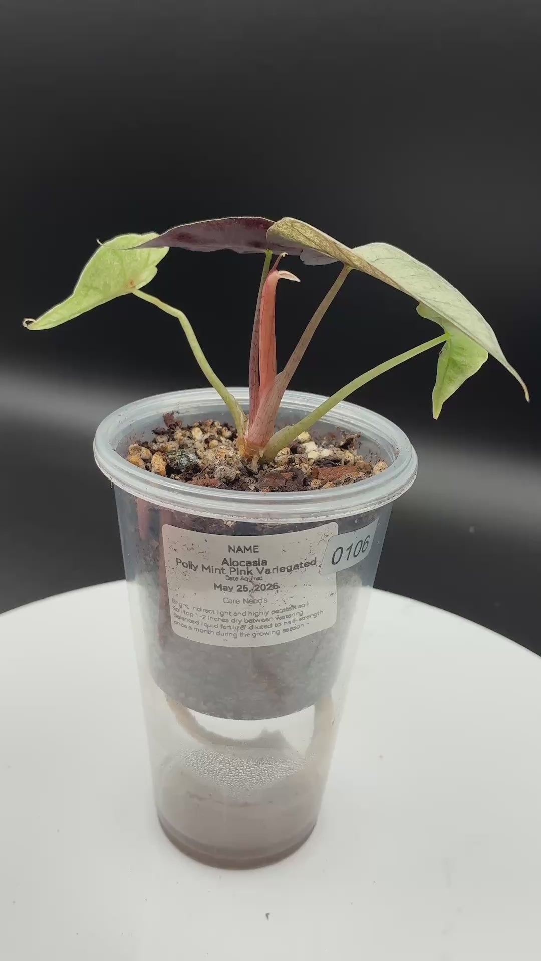 Alocasia Polly Pink Mint #0106