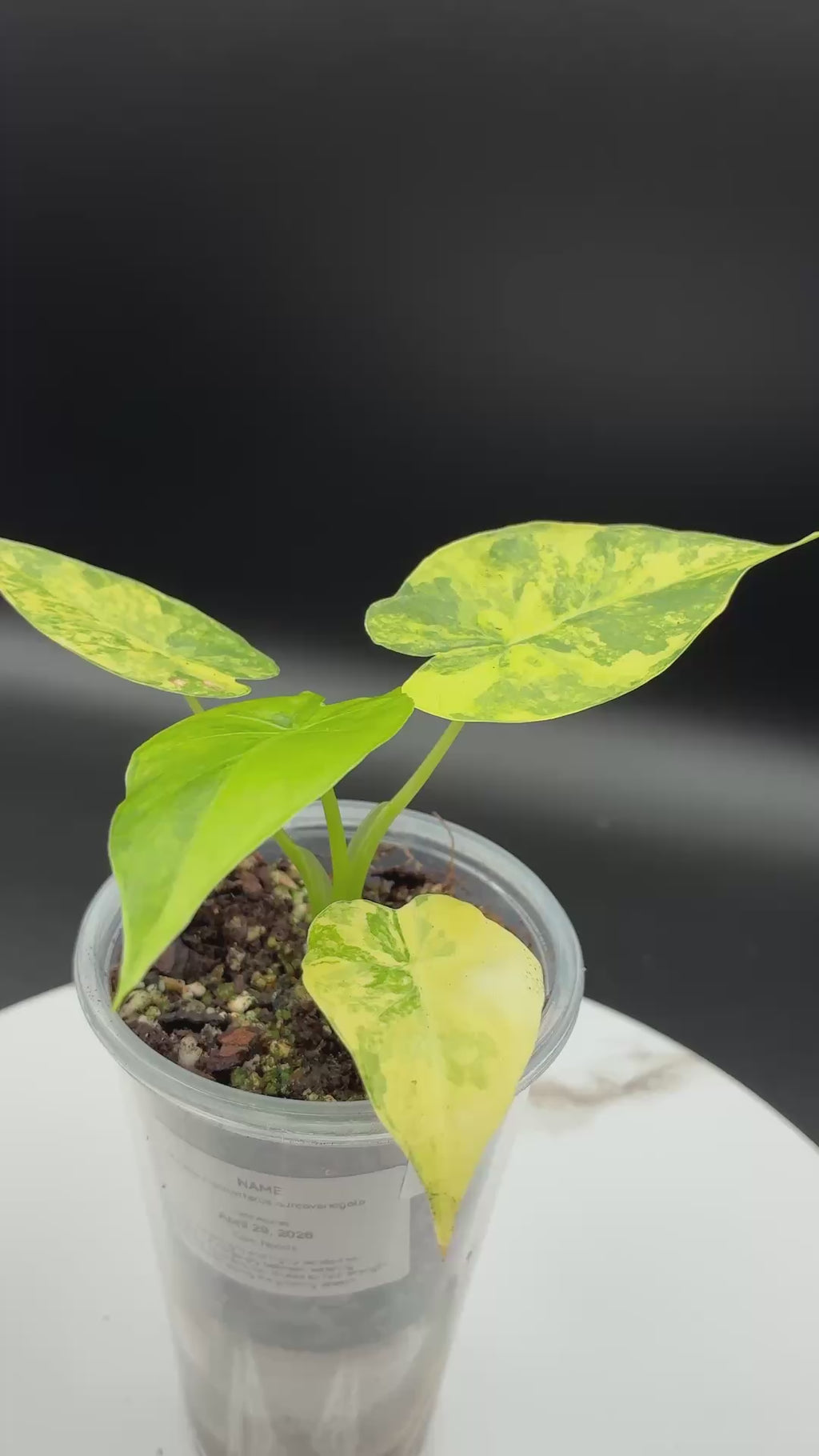 Alocasia Macrorrhiza Aurea Variegata #0102