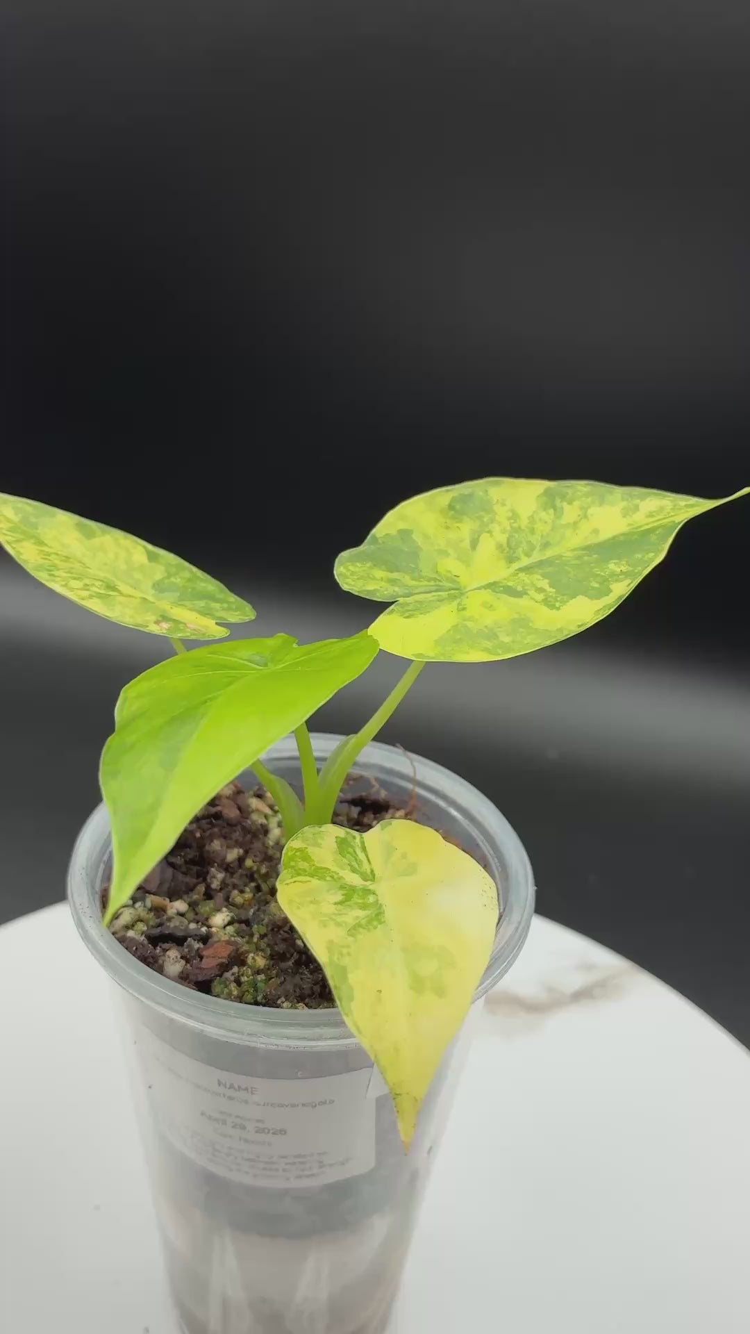 Alocasia Macrorrhiza Aurea Variegata #0102