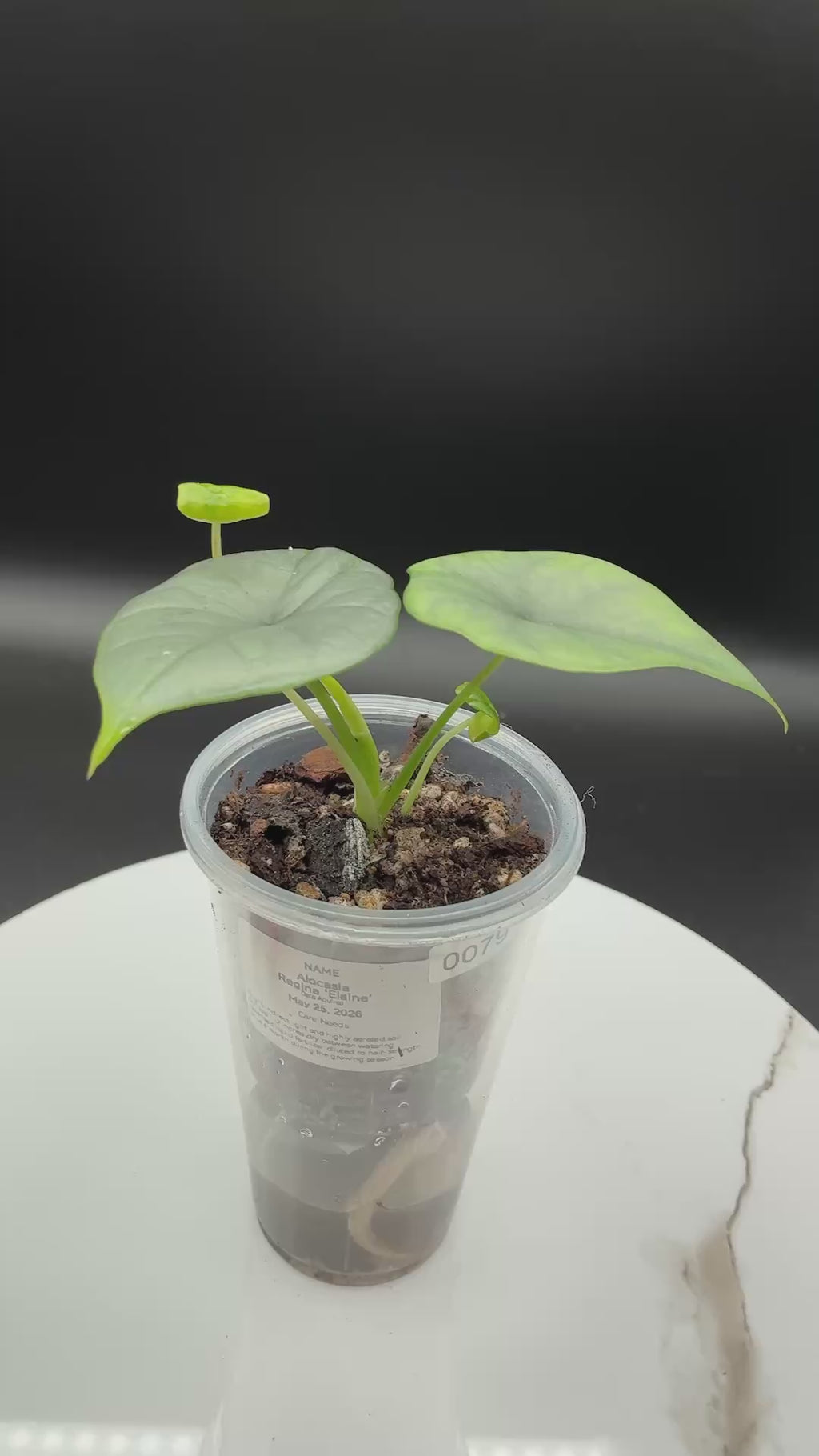 Alocasia Reginae Elaine #0079
