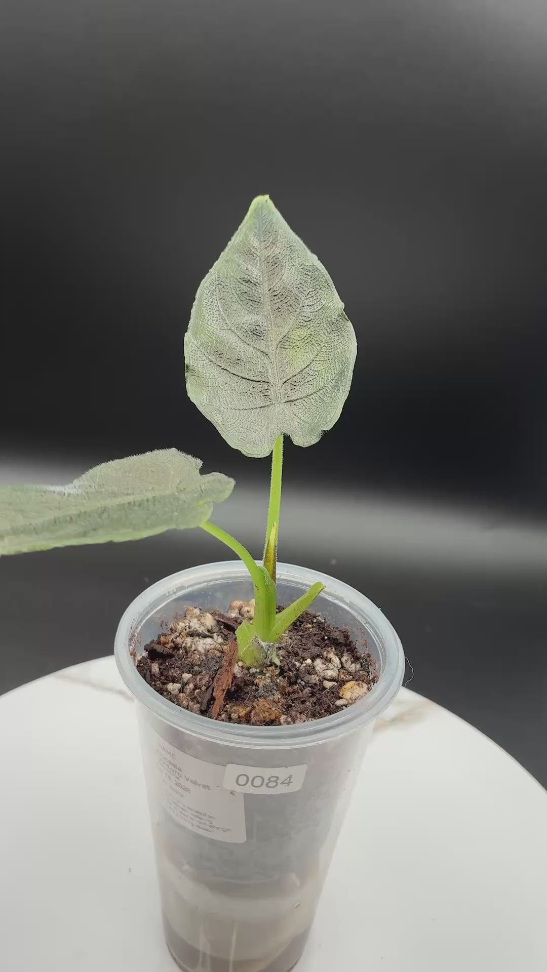 Alocasia Chienlii Antoro Velvet #0084