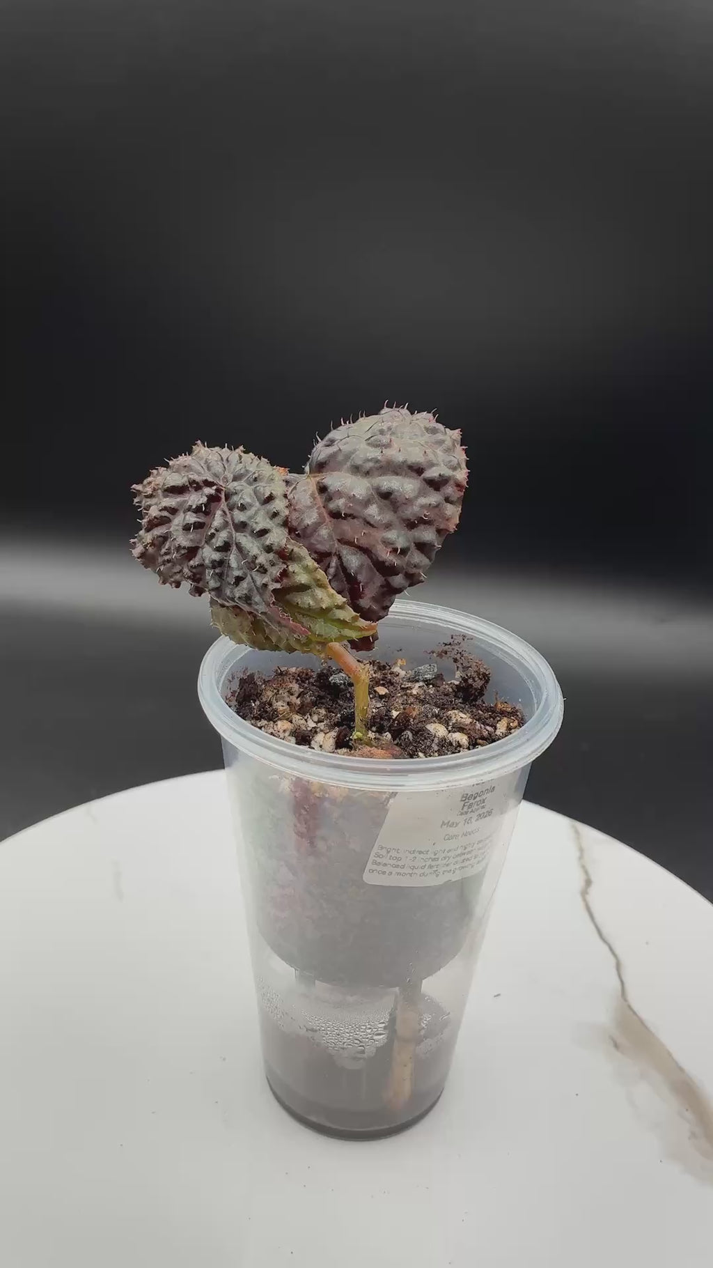 Begonia Ferox #091