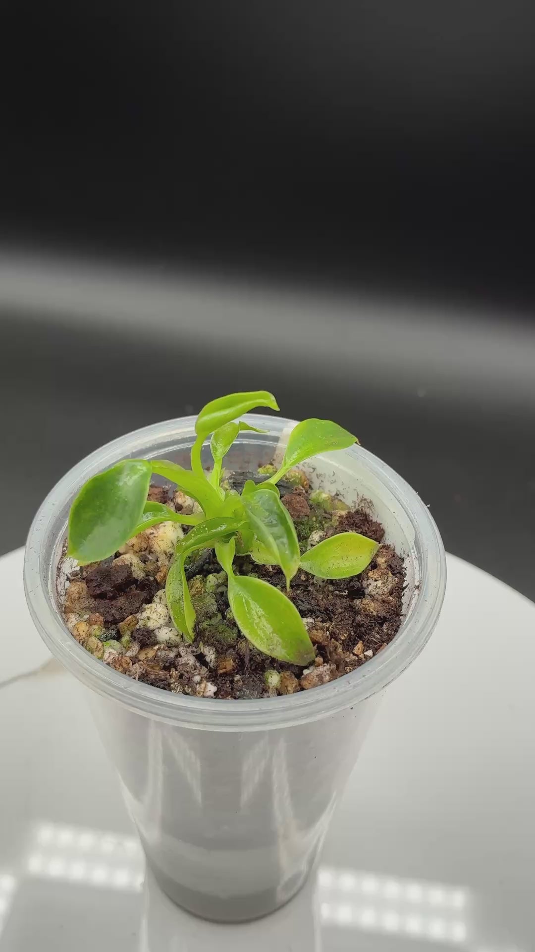 Philodendron Spiritus Sancti #0136