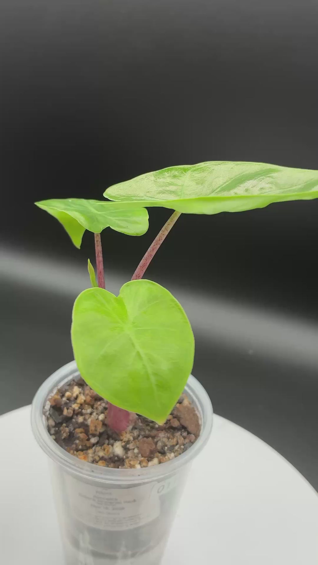 Alocasia Odora Imperial Red #0116