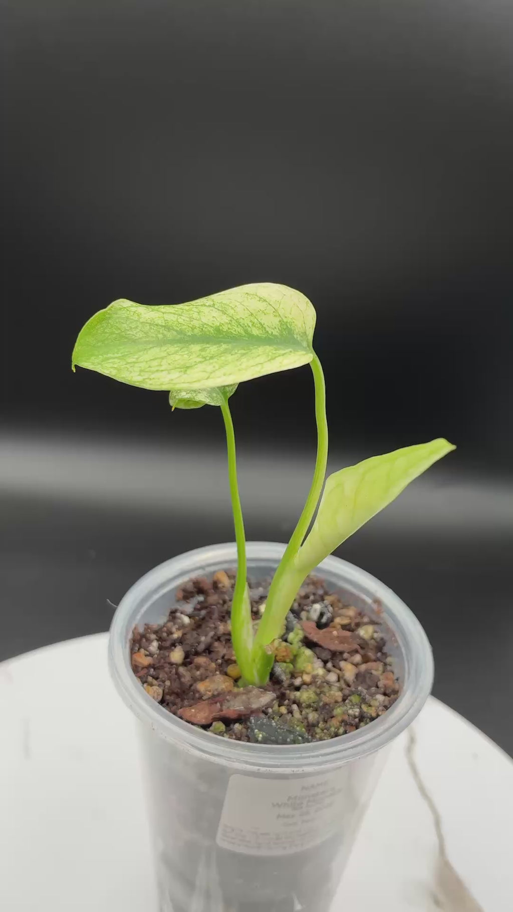 Monstera White Monster #0086
