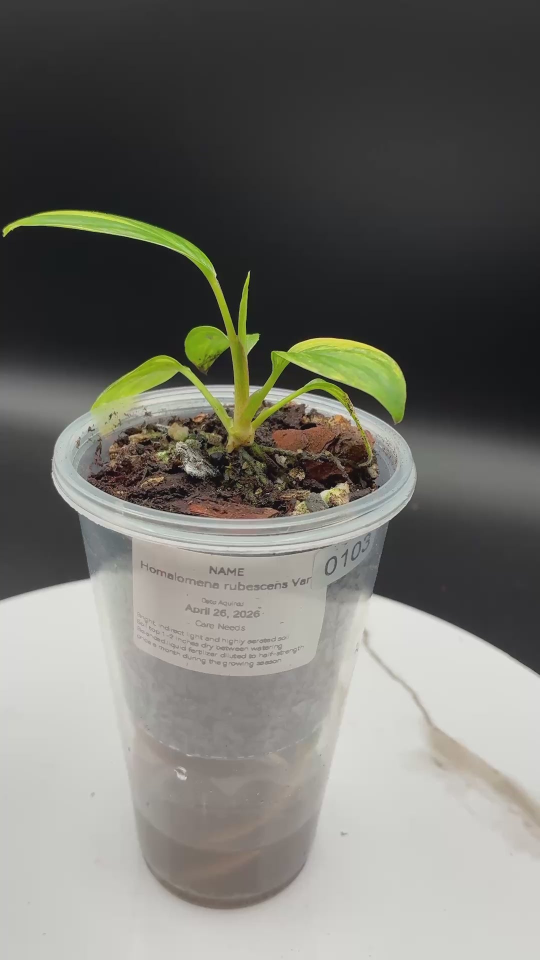 Homalomena Rubescens Variegated #0103