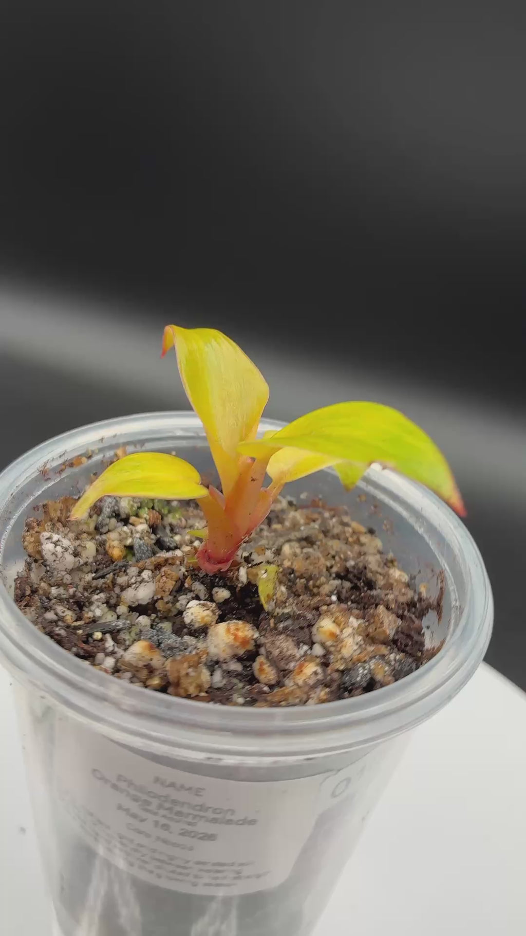 Philodendron Orange Marmalade #0109