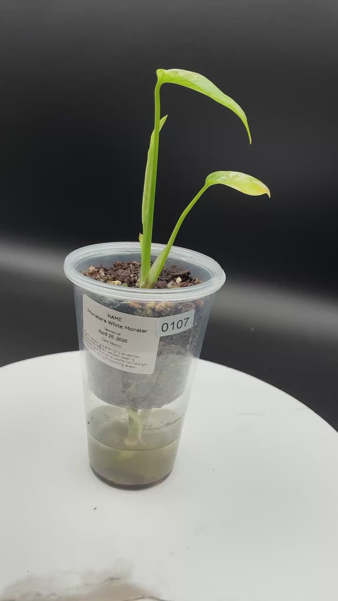 Monstera White Monster #0107