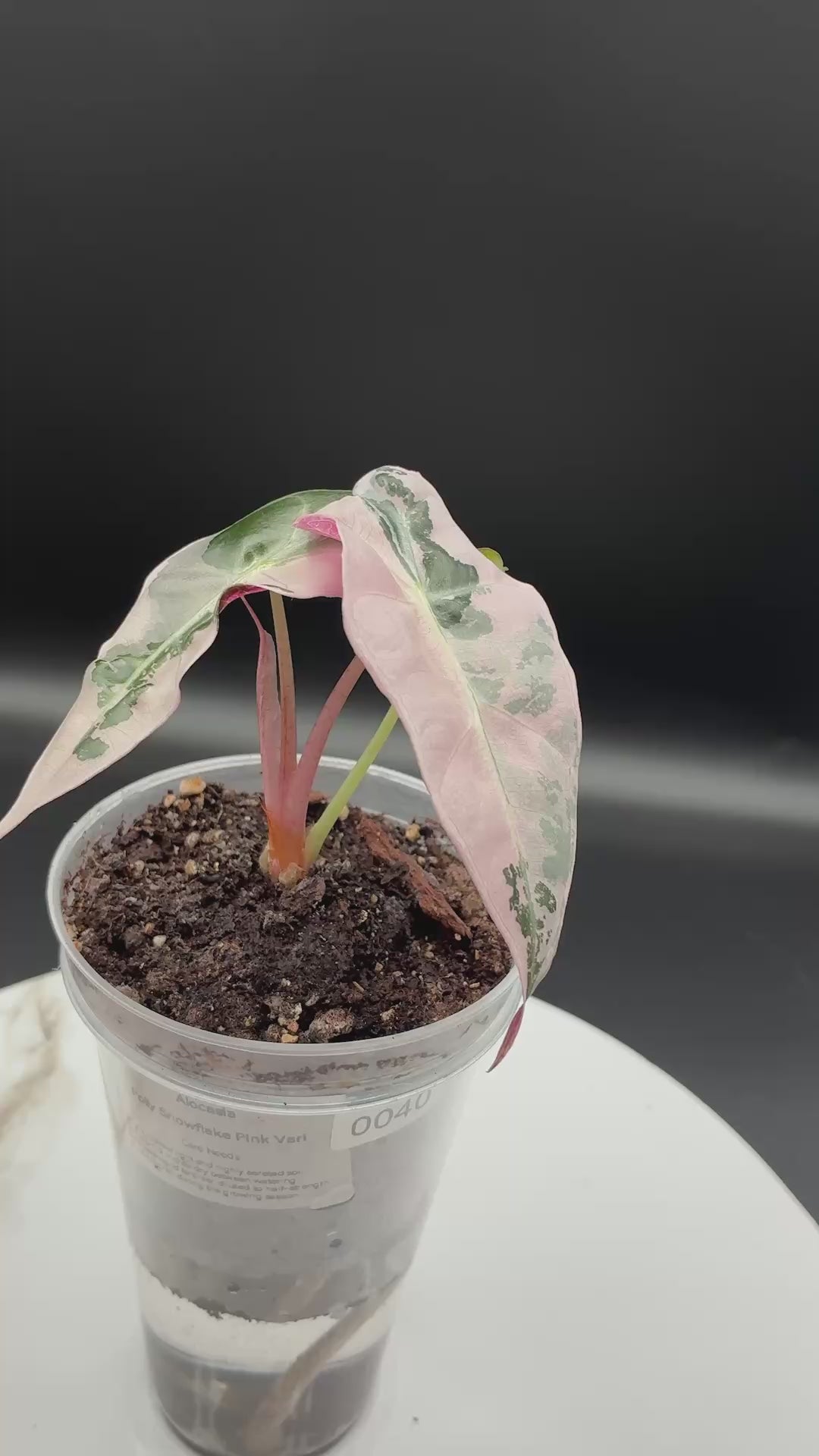 Alocasia Polly Snowflake Pink Variegated #0040