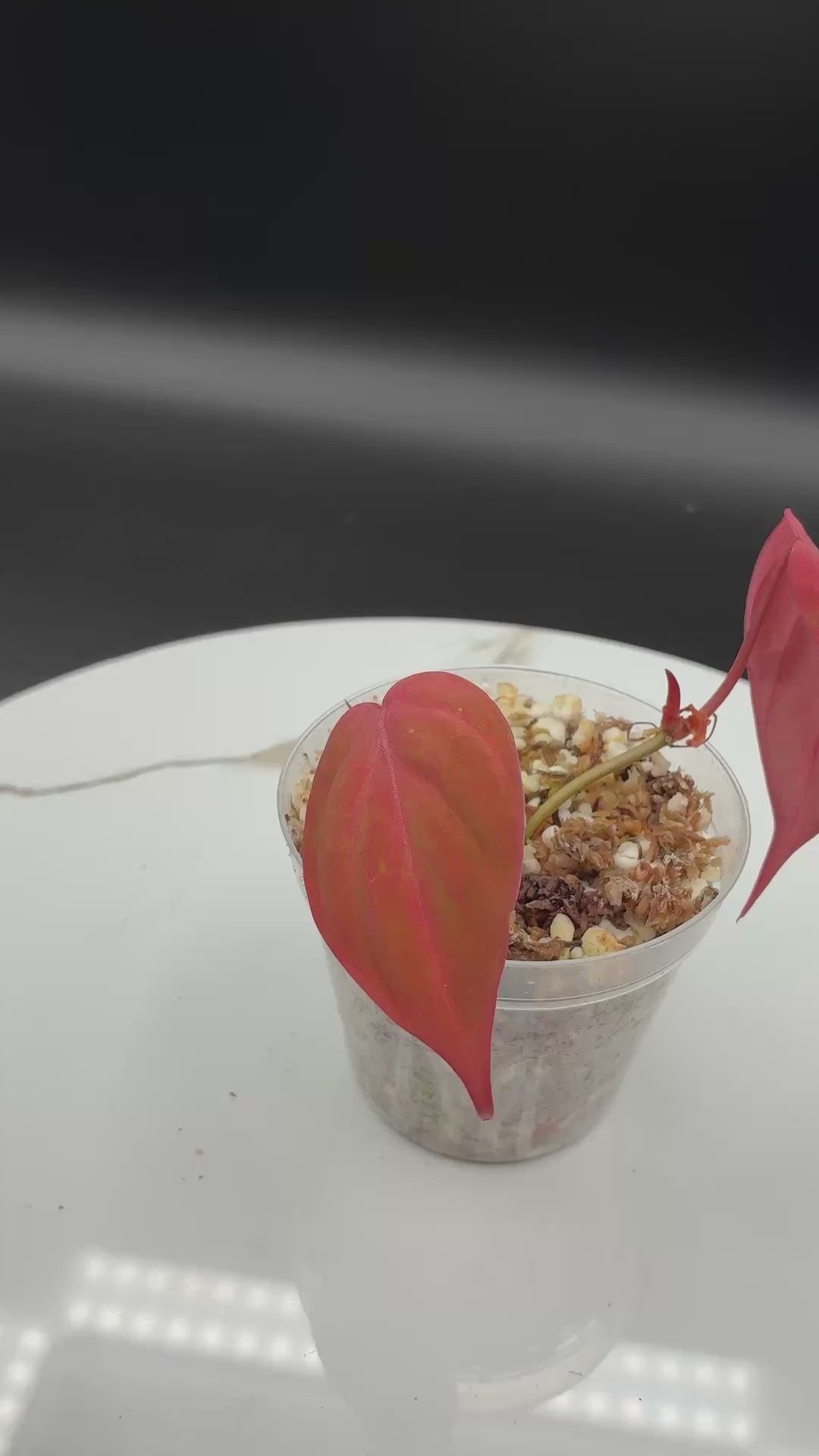 Philodendron Pink Micans Galaxy #0122