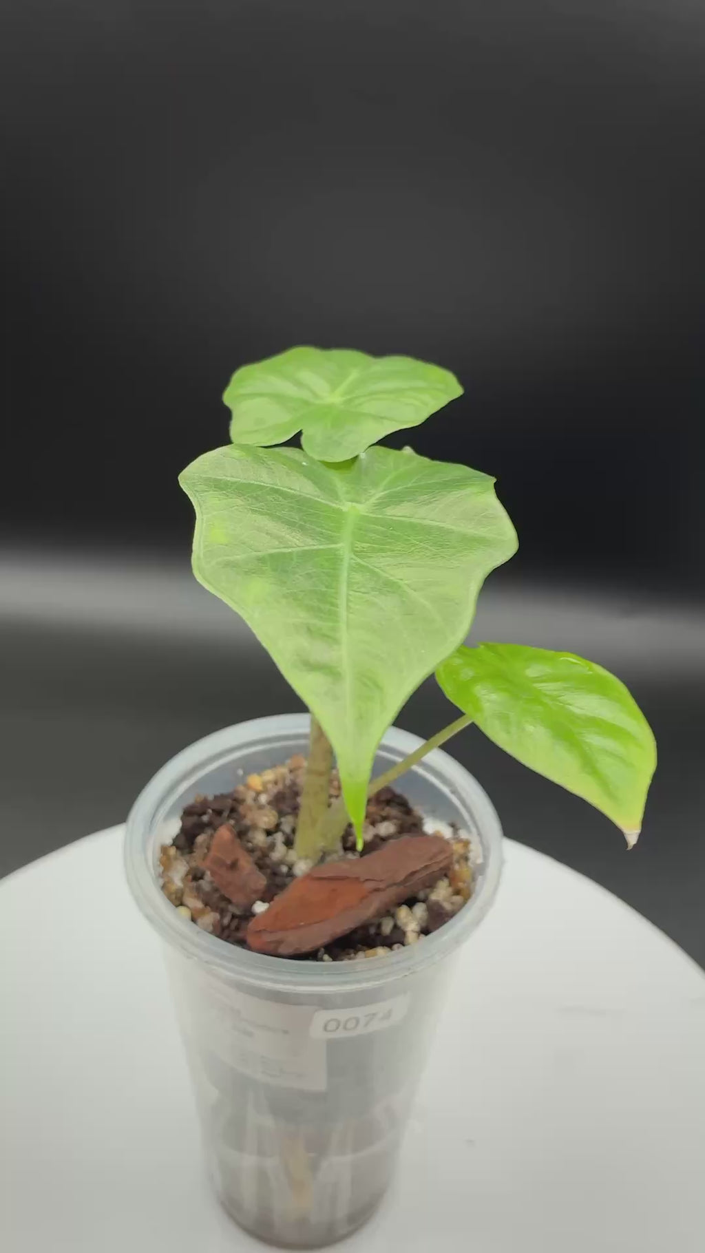 Alocasia Macrorrhiza Portodora #0074