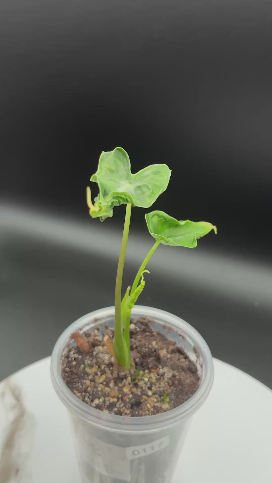 Alocasia Teletubbies #0117