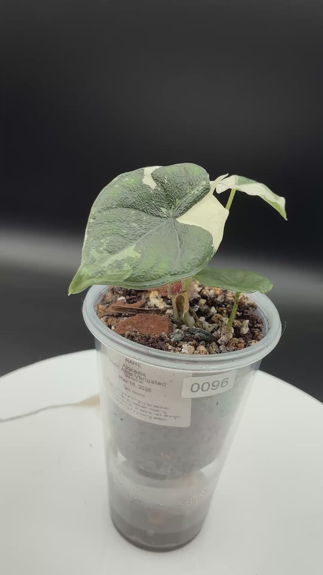 Alocasia Melo Albo with Sprouting Corm #0096