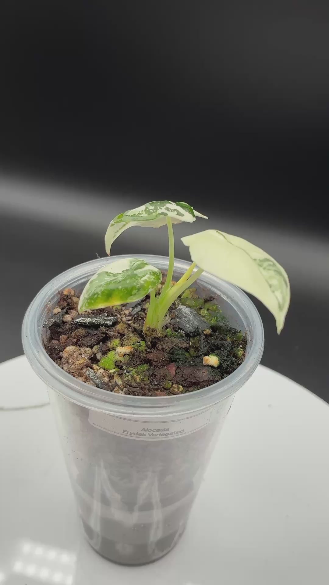 Alocasia Frydek Variegated #0124