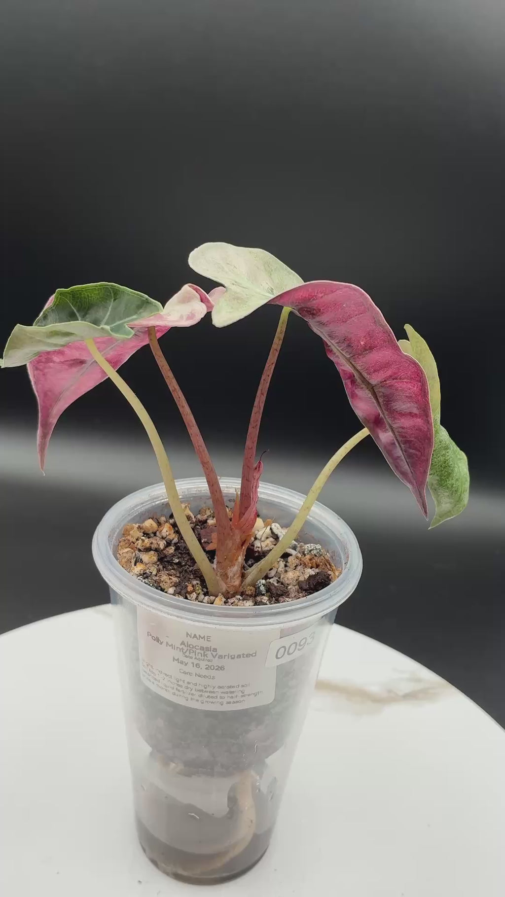 Alocasia Polly Pink Mint #0093