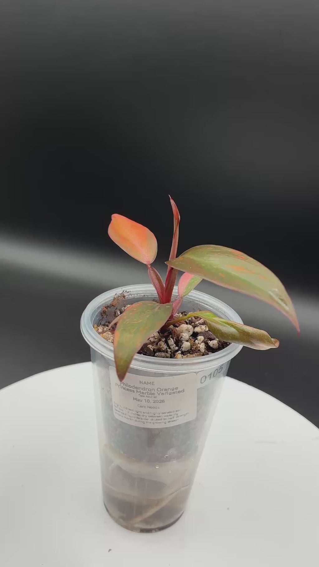 Philodendron Orange Princess Marble Variegated #0105