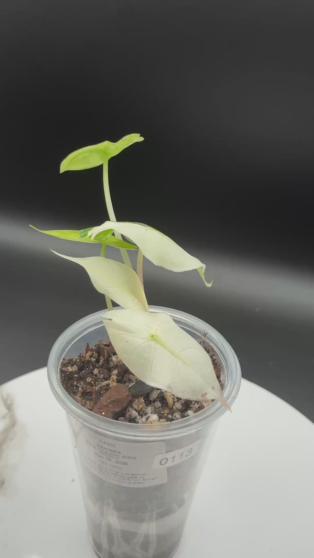 Alocasia Pink Dragon Albo #0113