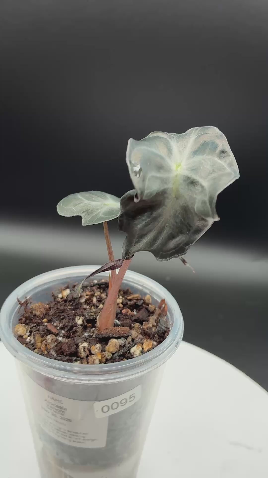 Alocasia Venom #0095