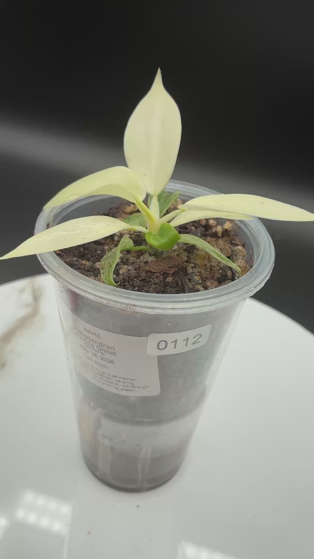 Philodendron Florida Ghost #0112