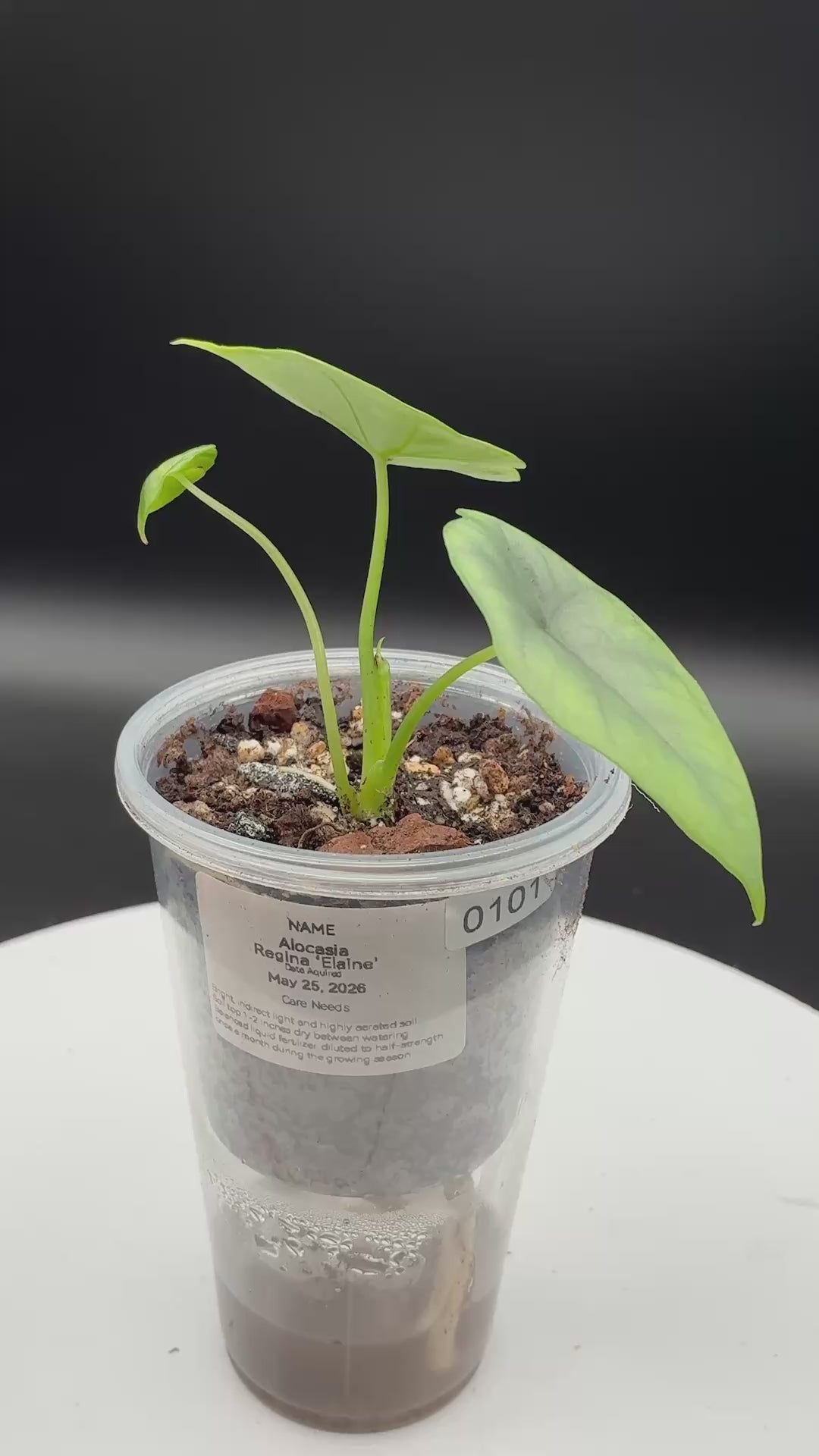 Alocasia Reginae Elaine #0101