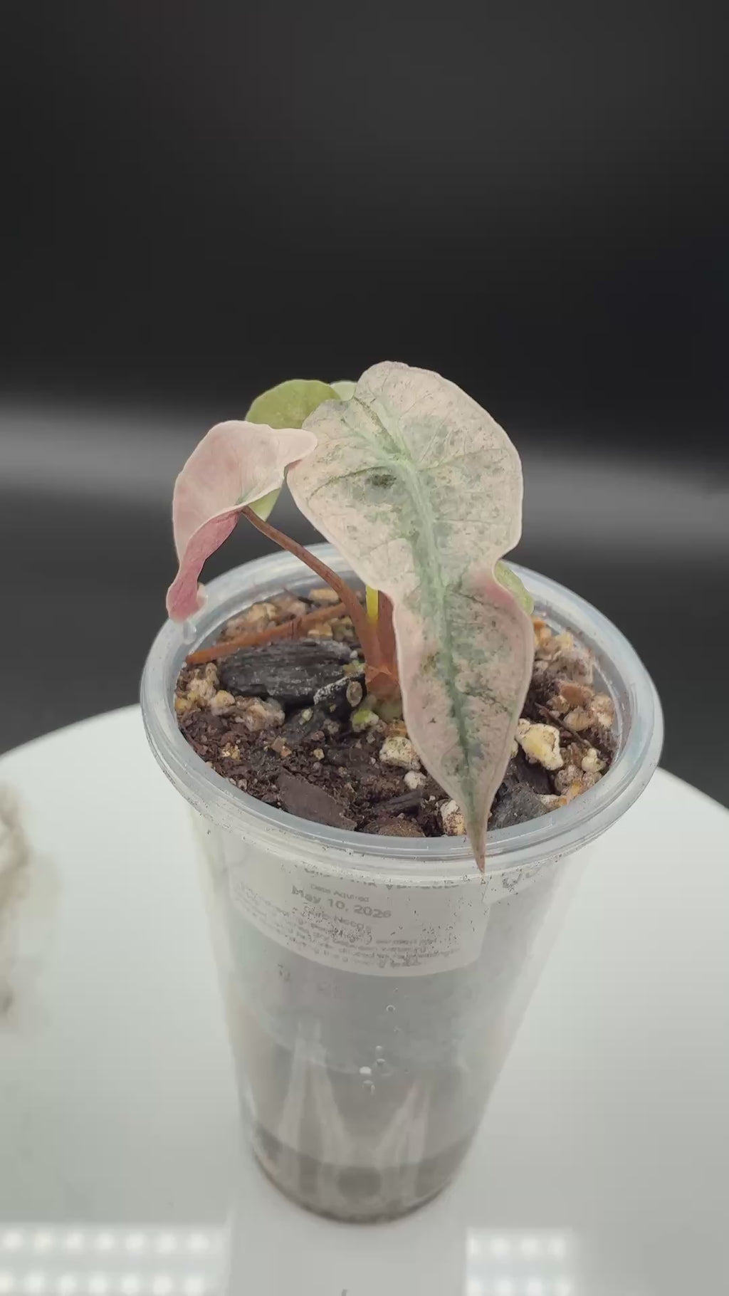 Alocasia Polly Pink Mint #0075