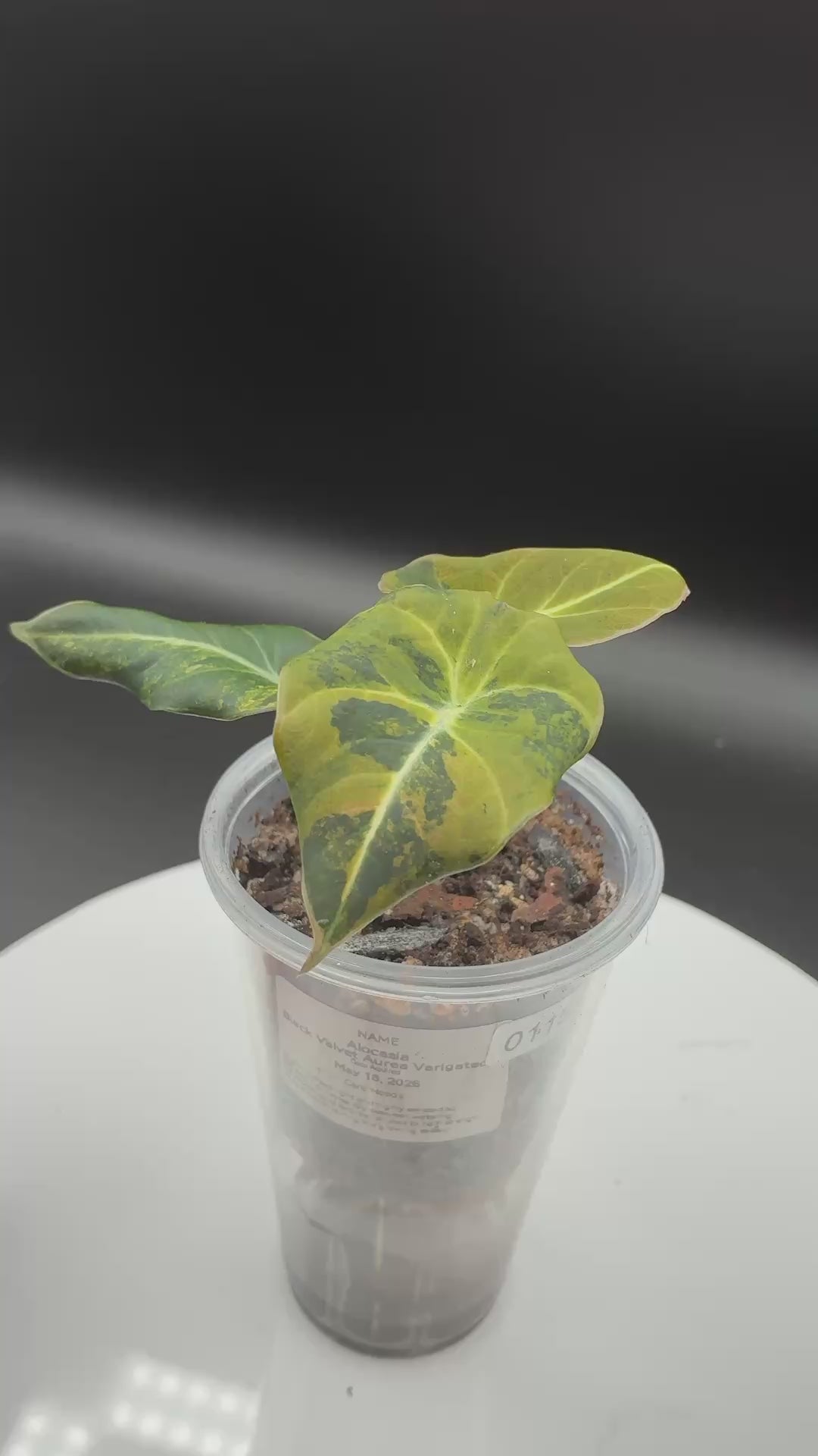 Alocasia Black Velvet Aurea Variegated #0115