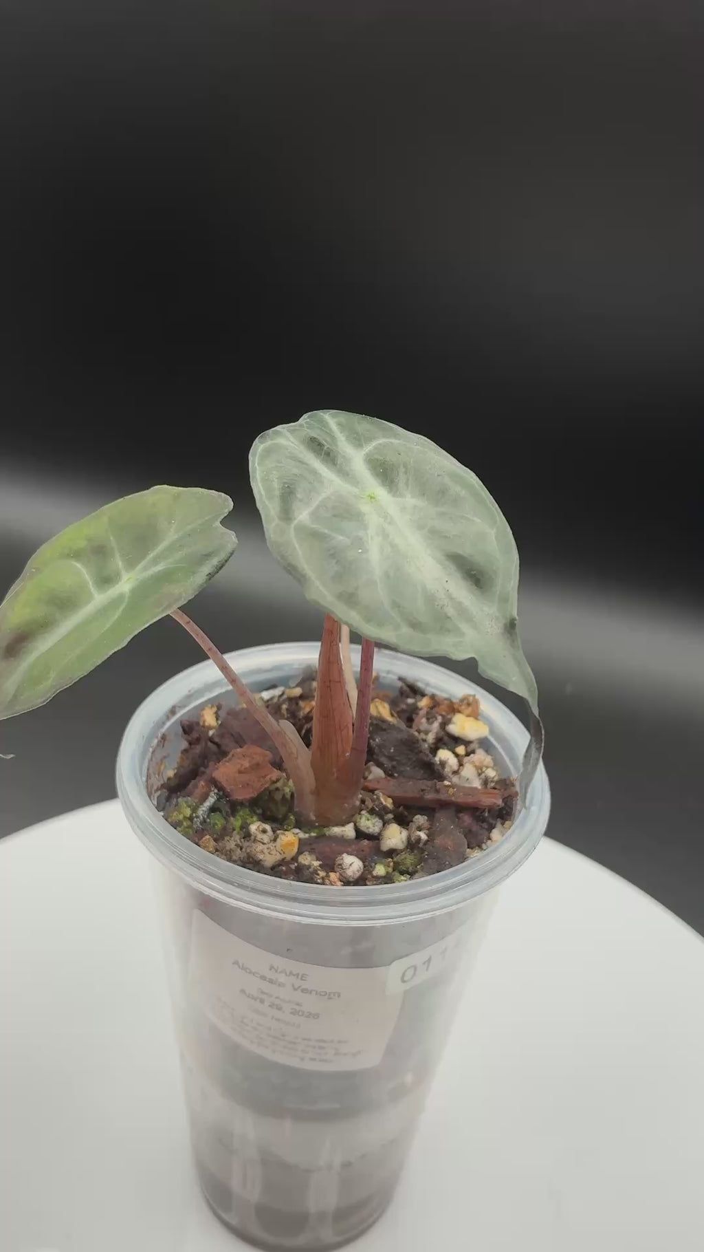 Alocasia Venom #0114