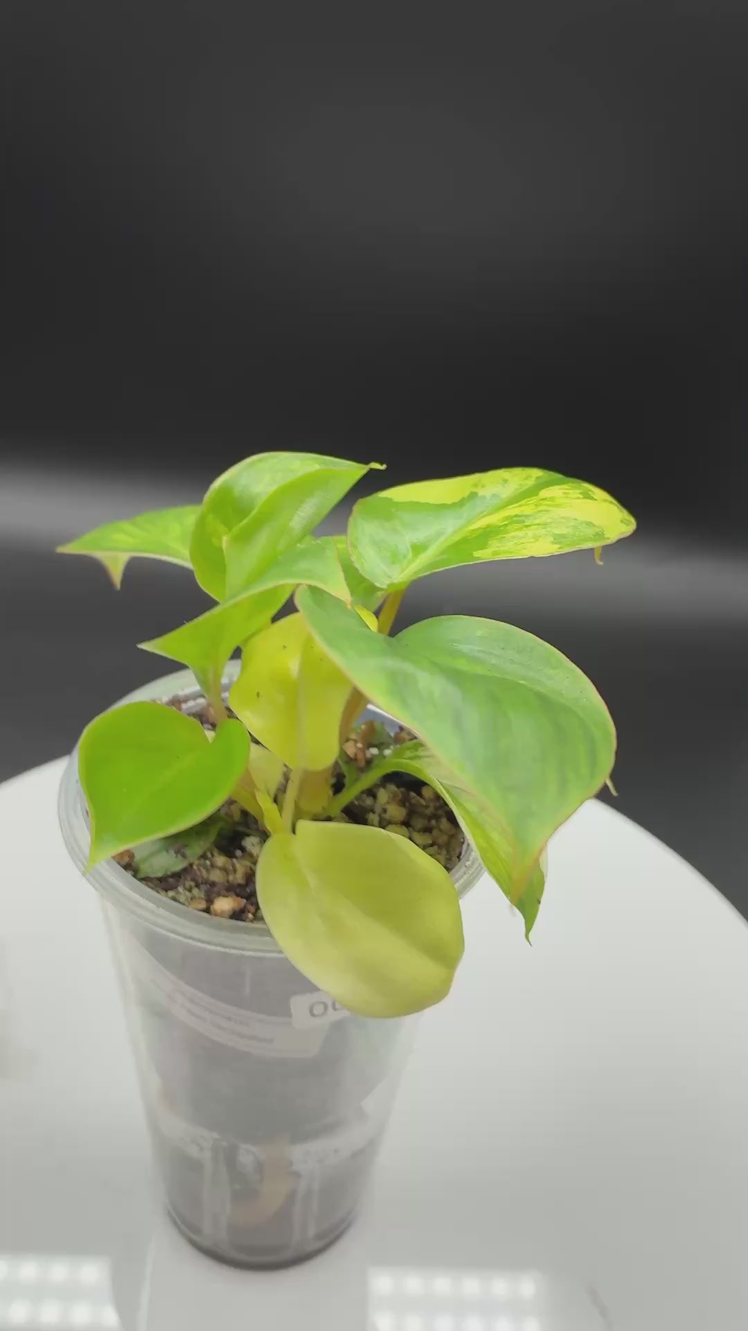 Philodendron Burle Marx Variegated #0080