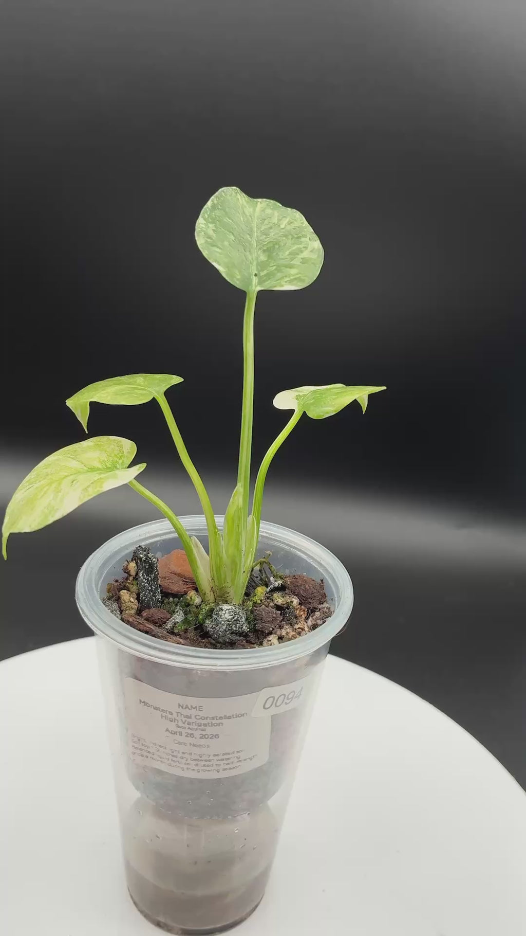 Monstera Thai Constellation 'High Variegation' #0094