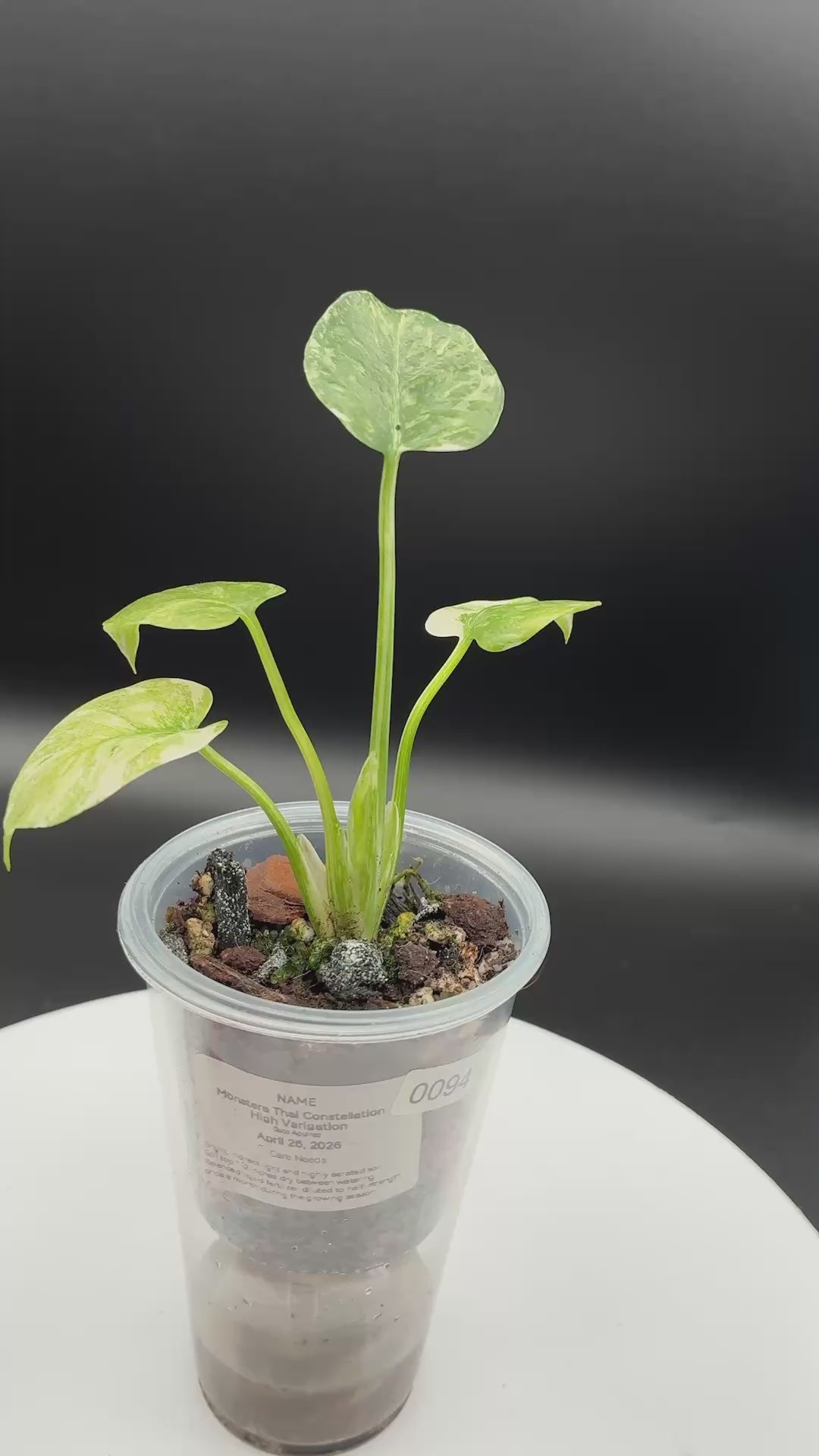 Monstera Thai Constellation 'High Variegation' #0094