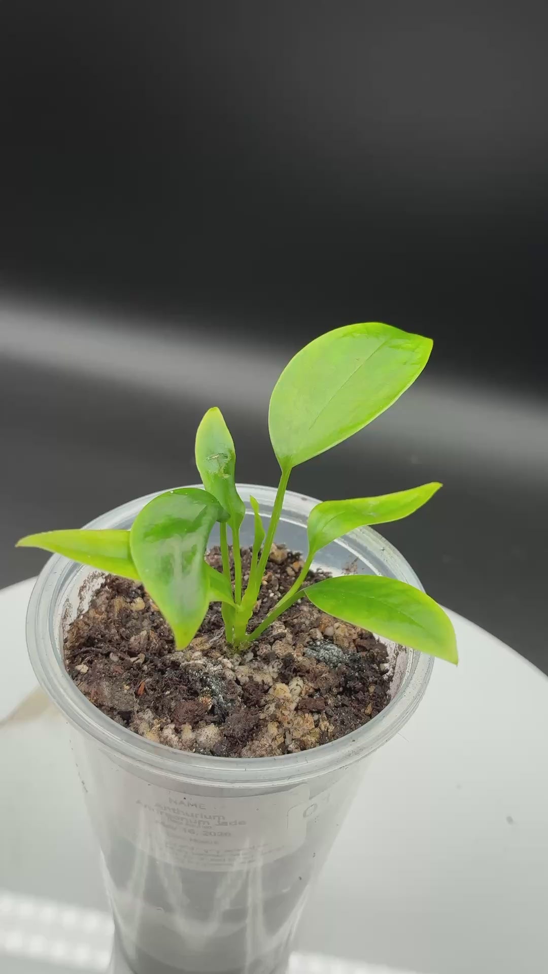 Anthurium Andraenum Jade #0128