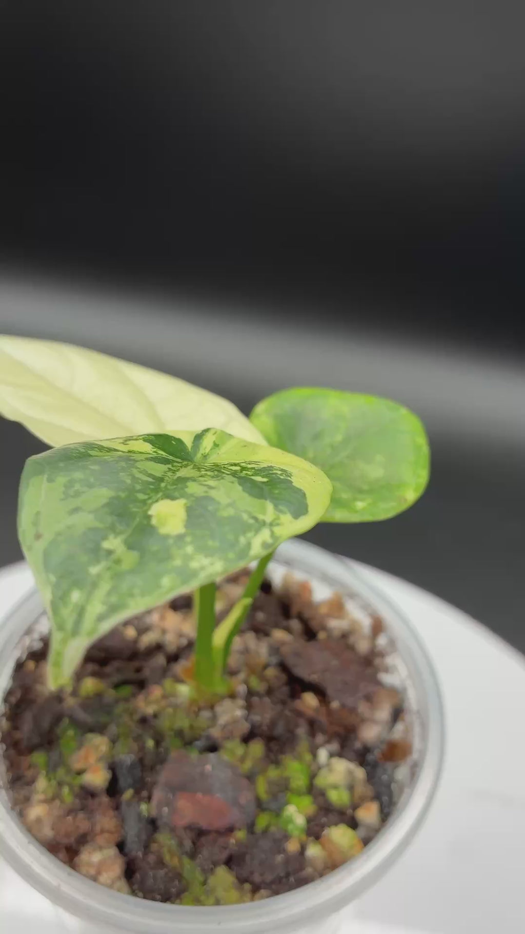 Alocasia Sinuata Albo Variegated #0139