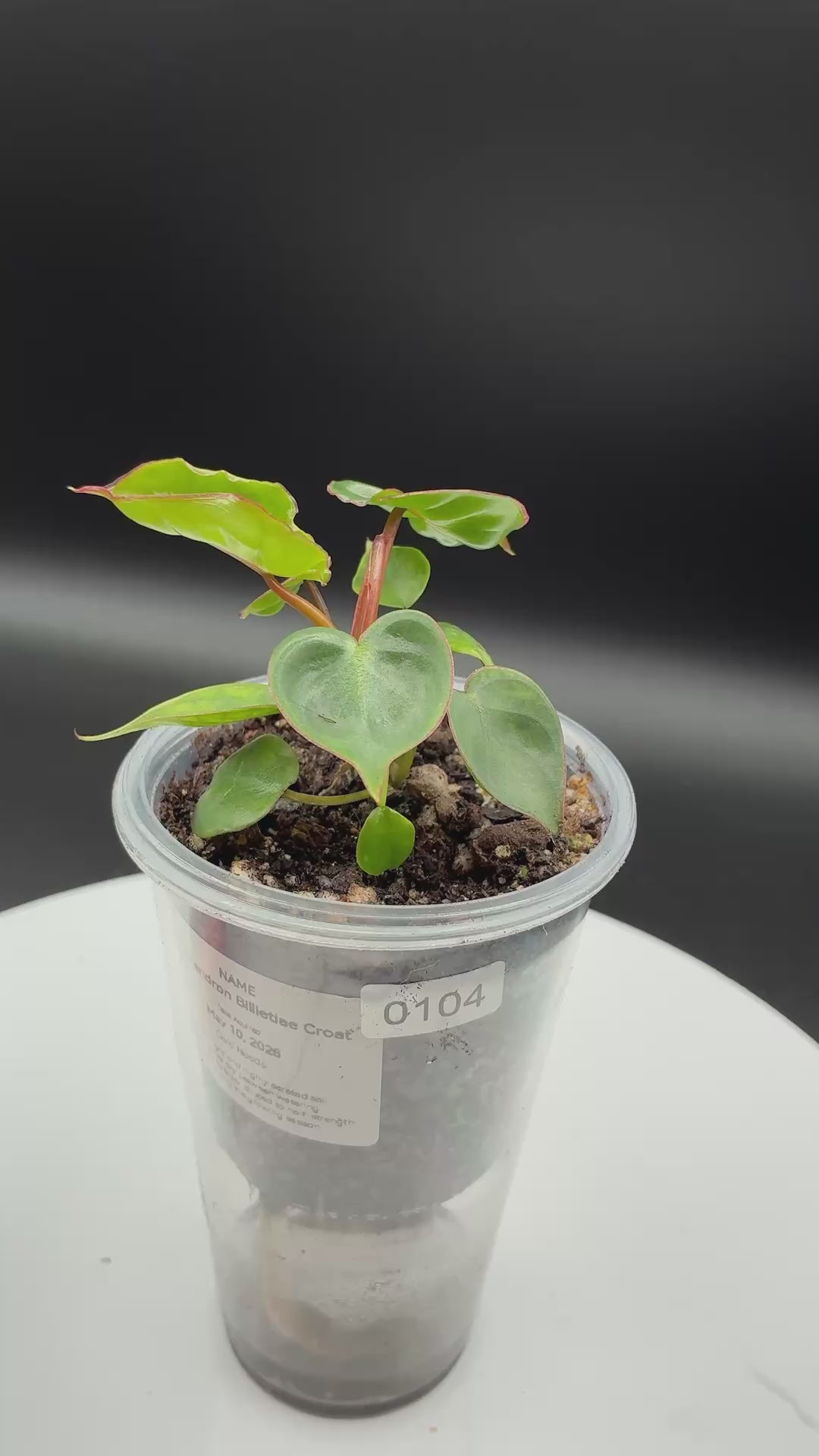 Philodendron Billietiae Croat #0104