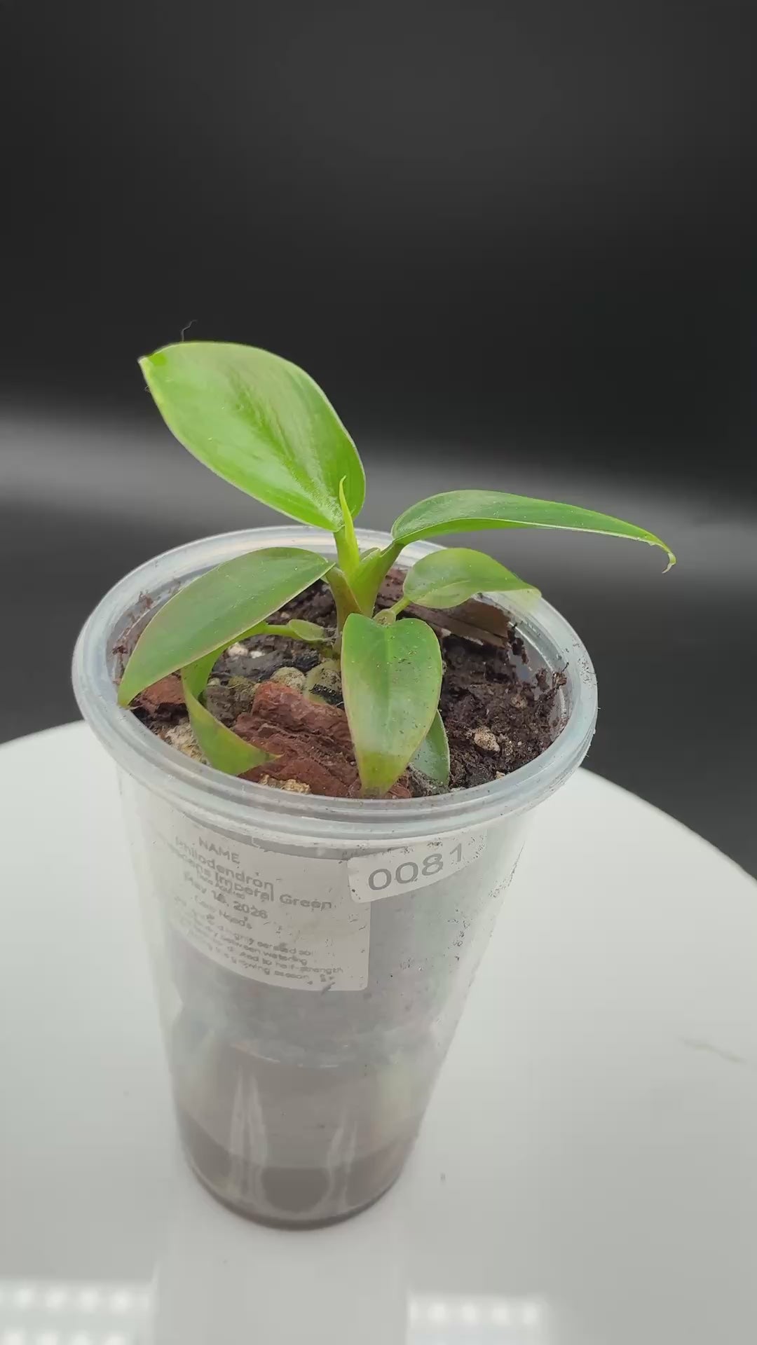 Philoderdron Erubescens Imperial Green #0081